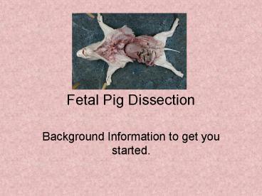 Fetal Pig Dissection