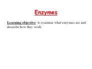Enzymes what are they