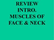 REVIEW INTRO. MUSCLES OF FACE