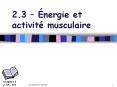 Energy For Muscular Activity PowerPoint PPT Presentation