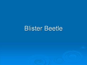 Blister Beetle