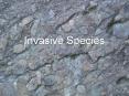 Invasive Species PowerPoint PPT Presentation
