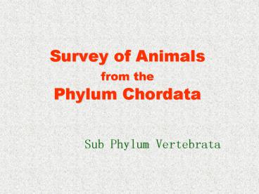 Survey of Animals from the Phylum Chordata