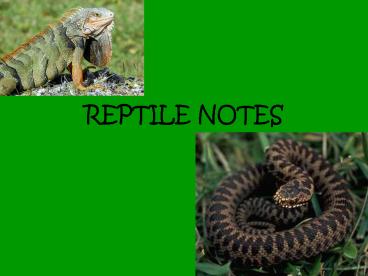 REPTILE NOTES