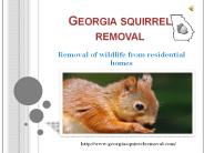 Atlanta Squirrel Control Service | Live Hassle Free