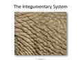 The Integumentary System PowerPoint PPT Presentation