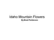 Idaho Mountain Flowers