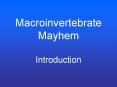 Macroinvertebrate Mayhem Introduction PowerPoint PPT Presentation
