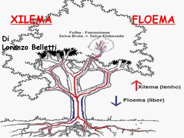 XILEMA         FLOEMA