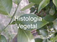 Histologia