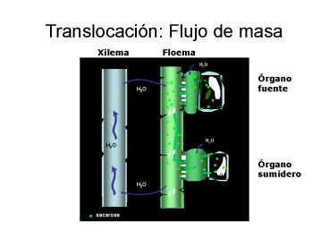 Translocaci