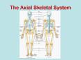 The Axial Skeletal System PowerPoint PPT Presentation