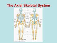 The Axial Skeletal System