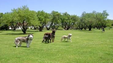 6 easy ways to find a good dog training professional