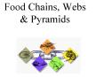 Food Chains, Webs PowerPoint PPT Presentation