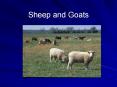 Sheep%20and%20Goats PowerPoint PPT Presentation