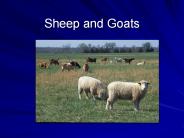 Sheep%20and%20Goats