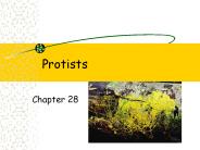 Protists