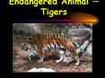 Endangered Animal - Tigers PowerPoint PPT Presentation