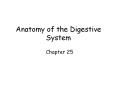 Anatomy of the Digestive System PowerPoint PPT Presentation