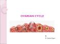 OVARIAN%20CYCLE PowerPoint PPT Presentation