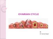 OVARIAN%20CYCLE