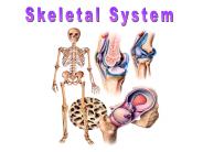 The Skeletal System