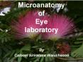 Microanatomy of Eye laboratory PowerPoint PPT Presentation