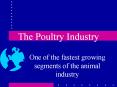 The Poultry Industry PowerPoint PPT Presentation