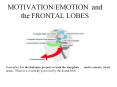 MOTIVATION/EMOTION%20and%20the%20FRONTAL%20LOBES PowerPoint PPT Presentation