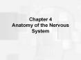 Chapter 4 Anatomy of the Nervous System PowerPoint PPT Presentation