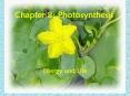 Chapter 8: Photosynthesis PowerPoint PPT Presentation