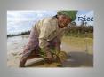 Rice PowerPoint PPT Presentation