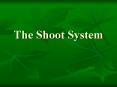 The Shoot System PowerPoint PPT Presentation