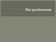 The peritoneum