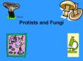 Protists and Fungi PowerPoint PPT Presentation