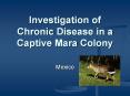 Investigation of Chronic Disease in a Captive Mara Colony PowerPoint PPT Presentation