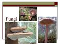 Fungi PowerPoint PPT Presentation