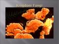 Kingdom Fungi PowerPoint PPT Presentation
