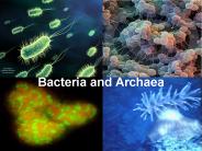 Bacteria and Archaea