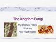 The Kingdom Fungi PowerPoint PPT Presentation