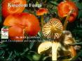 Kingdom Fungi PowerPoint PPT Presentation