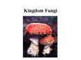 Kingdom Fungi PowerPoint PPT Presentation