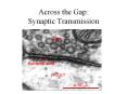 Across the Gap: Synaptic Transmission PowerPoint PPT Presentation