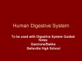 Human Digestive System PowerPoint PPT Presentation