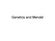 Genetics and Mendel