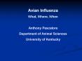 Avian Influenza PowerPoint PPT Presentation