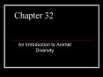 An Introduction to Animal Diversity PowerPoint PPT Presentation