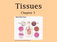 Tissues PowerPoint PPT Presentation