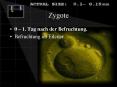 Zygote PowerPoint PPT Presentation